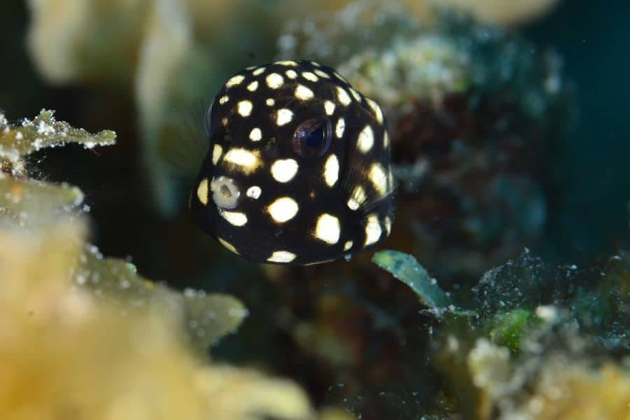 Underwater Macro Photography - fotografía macro-juvenile smooth trunk fish.jpg