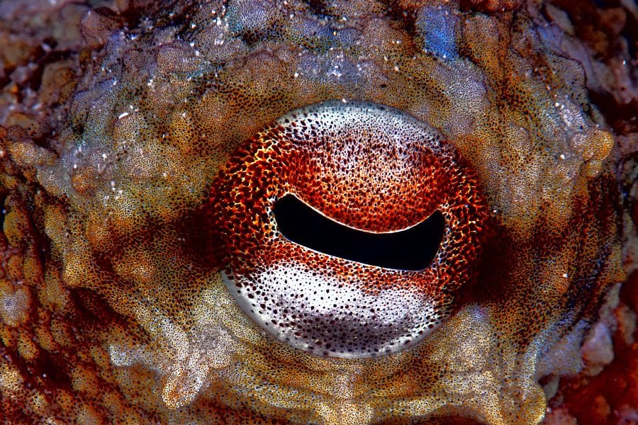Underwater Macro picture- fotografía macro-octopus eye