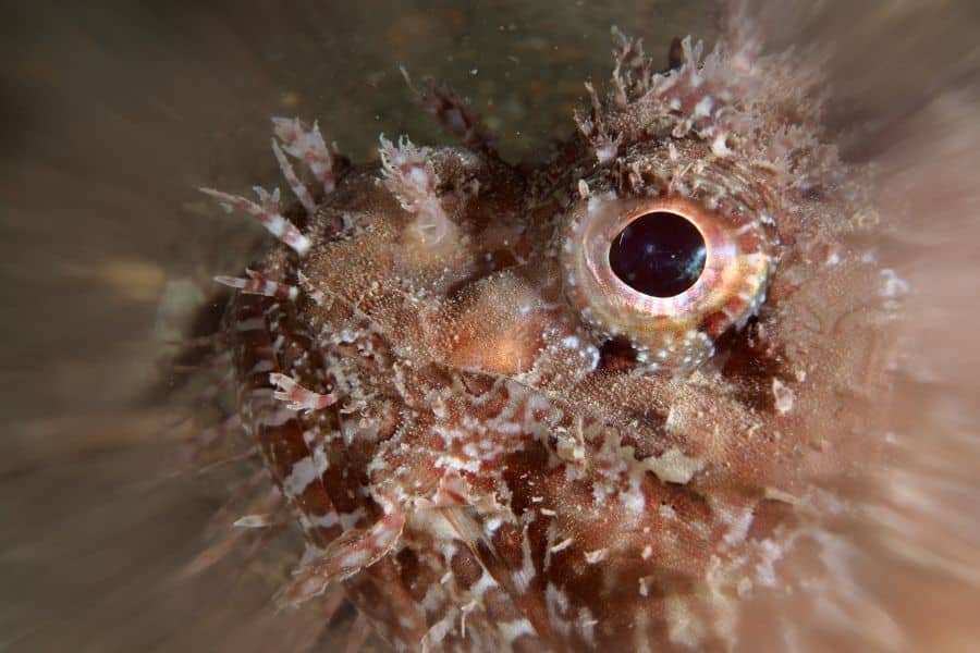Underwater Macro shooting - fotografía macro- scorpionfish eye