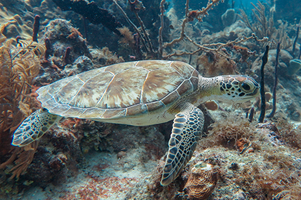 underwater pics - green turtle