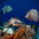 underwater pics - main - fotografías subacuáticas