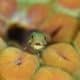 Underwater macro shot photography - fotografía macro-blenny