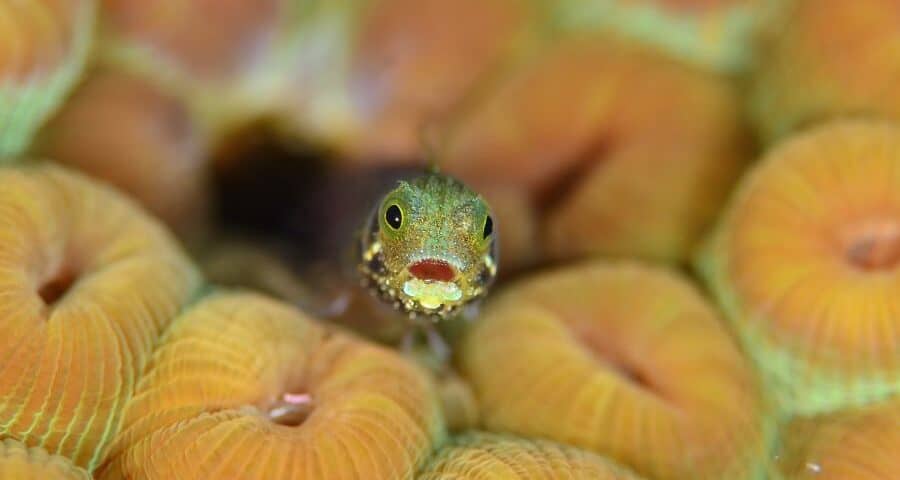 Underwater macro shot photography - fotografía macro-blenny