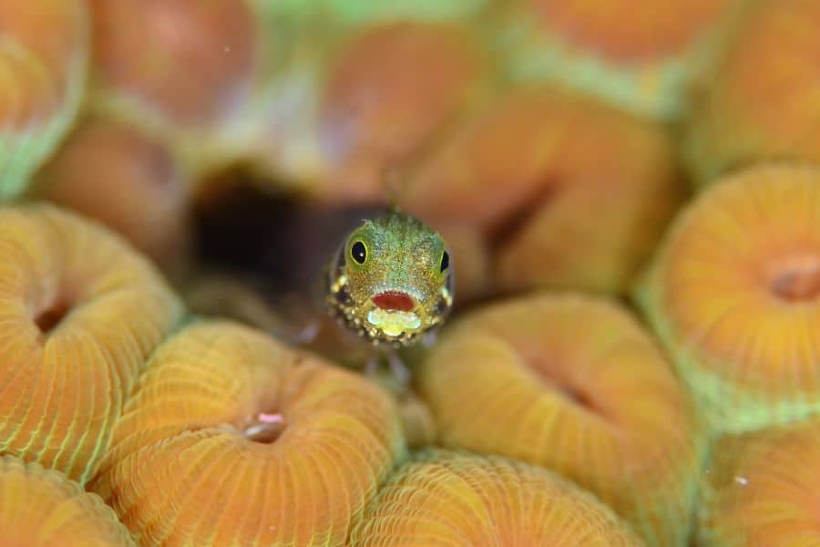 Underwater macro shot photography - fotografía macro-blenny