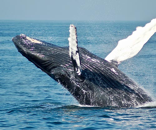 WHALE WATCHING Excursion and Tour with Dressel Diver