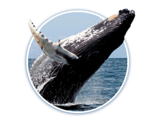 Whale Watching Excursions