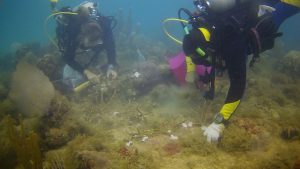 Dressel Divers supported the project Coralmania in Bayahibe