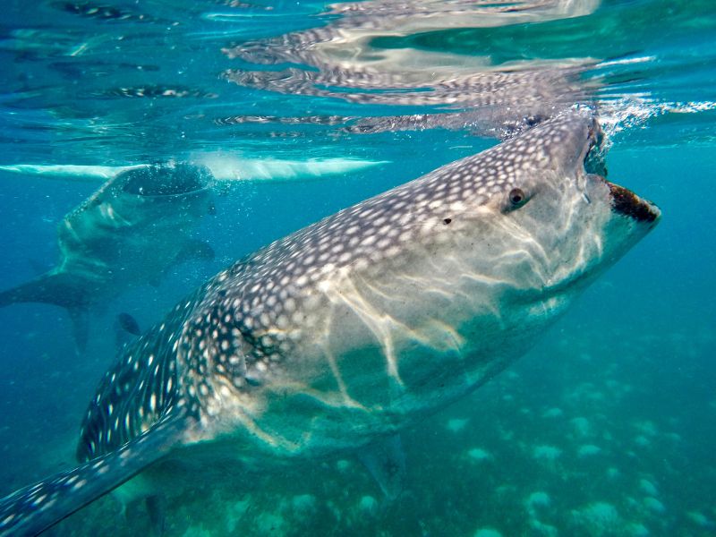Whale Shark