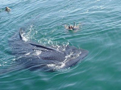 activités requins-baleines