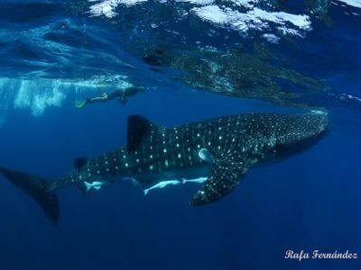 tours requins-baleines