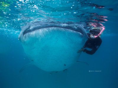 whale shark excursions