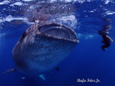 whale shark excursion with Dressel divers