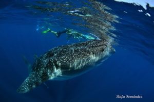 pasantías buceo