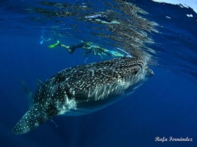 pasantías buceo