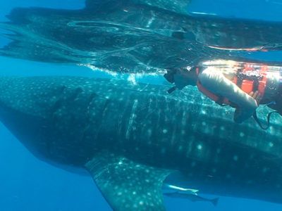 whale shark snorkeling