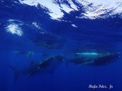 excursions requins-baleines