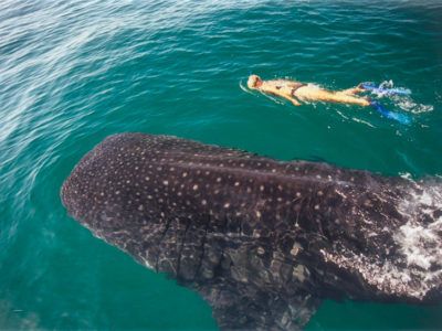 excursión tiburones ballena