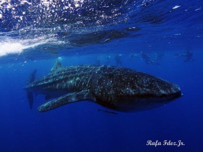 excursiones tiburones ballena