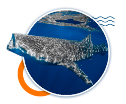  Whale_Shark_Diving_Excursion