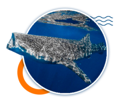 Whale Shark Excursions