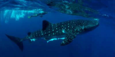 Whale shark excursion in Cozumel