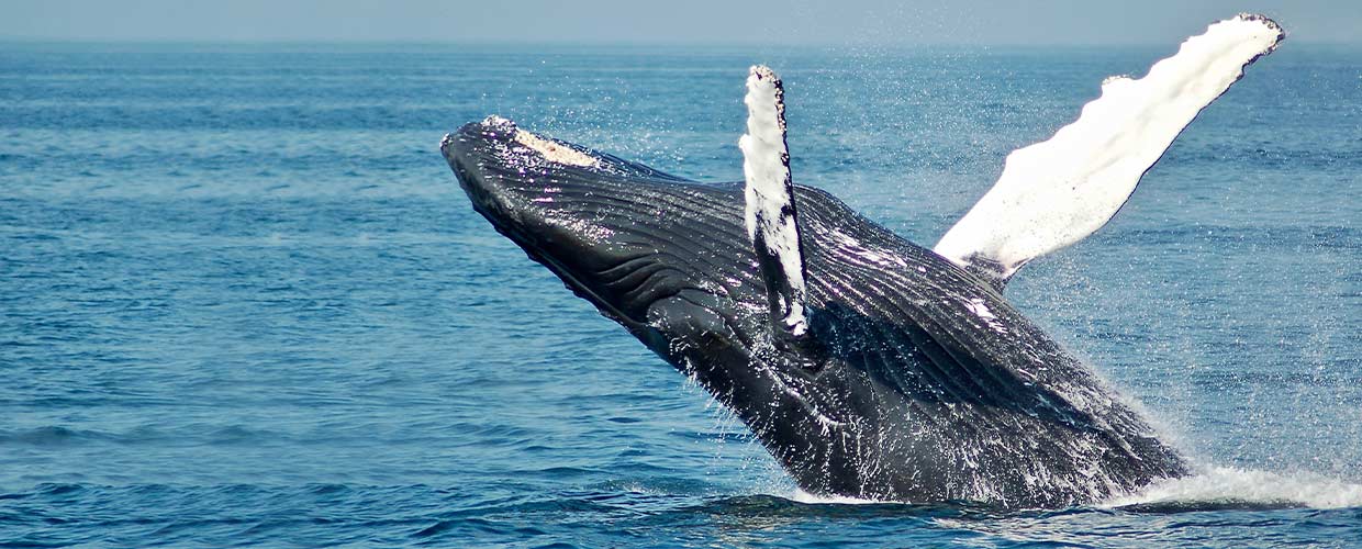 Whale Watching Excursions