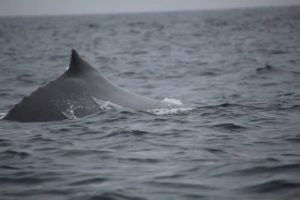 whale watching day trips