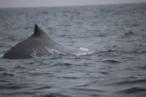 whale watching day trips - avistamiento de ballenas