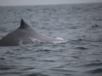 walvis spotten tour