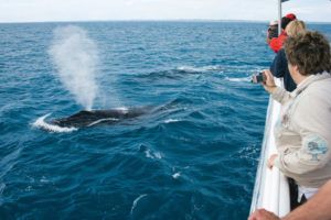 whale watching tours