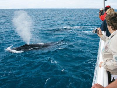 tour observation baleines