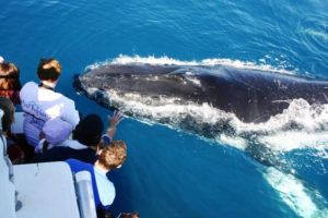 tour whale watching