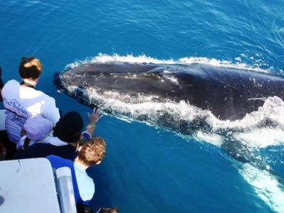 Osservazione delle Balene escursione