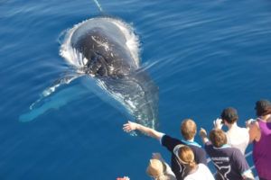 excursión ballena