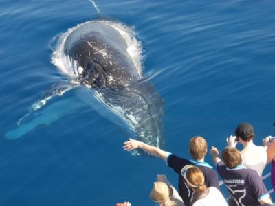 excursión ballena