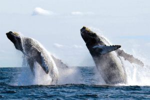 excursion mexico whale watching