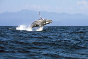 whale watching excursions