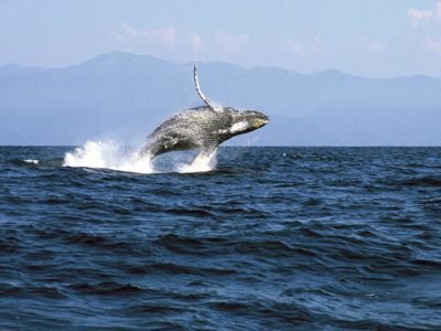 excursión ballenas