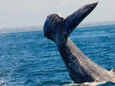 excursions observation baleines