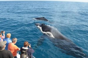 Whale Watching Excursion - avistamiento de ballenas