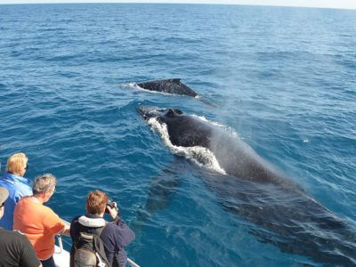 avistamiento ballenas