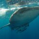 What Do Remoras Eat - que comen las remoras