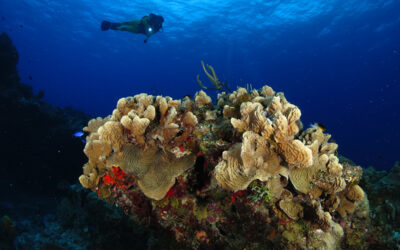 Wreck & Night Diving