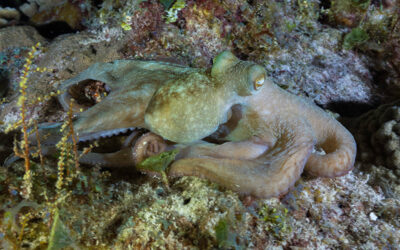 Wreck & Night dive - octopus