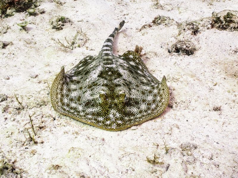 Yellow stingray (3) raya amarilla