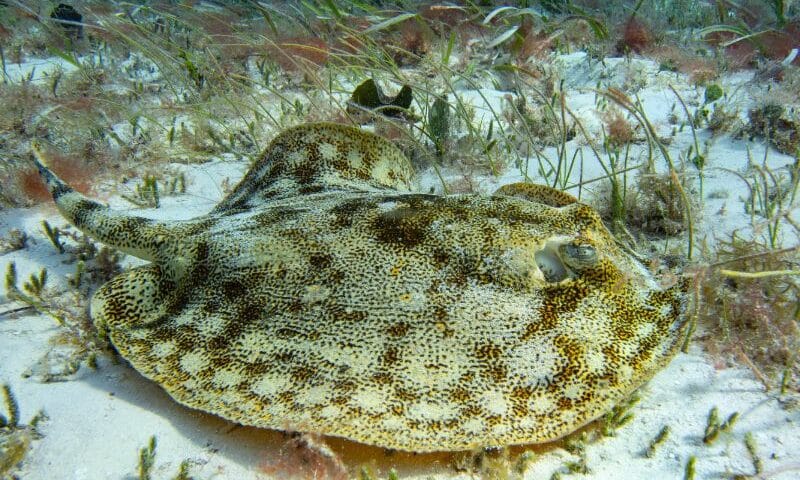 Yellow stingray (4) raya amarilla