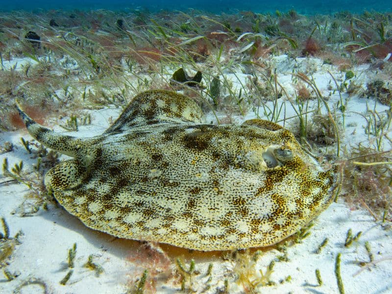 Yellow stingray (4) raya amarilla
