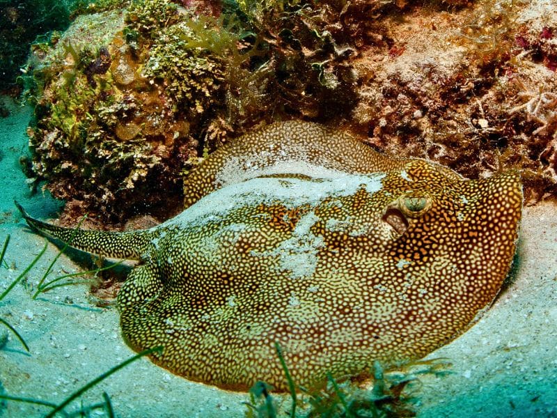 Yellow stingray (5) raya amarilla