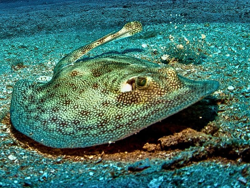 Yellow stingray (6) raya amarilla
