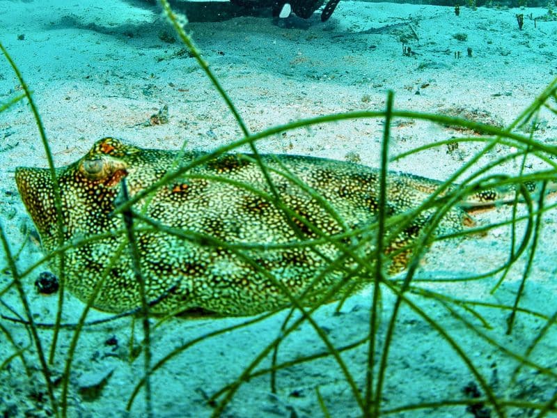 Yellow stingray (7) raya amarilla